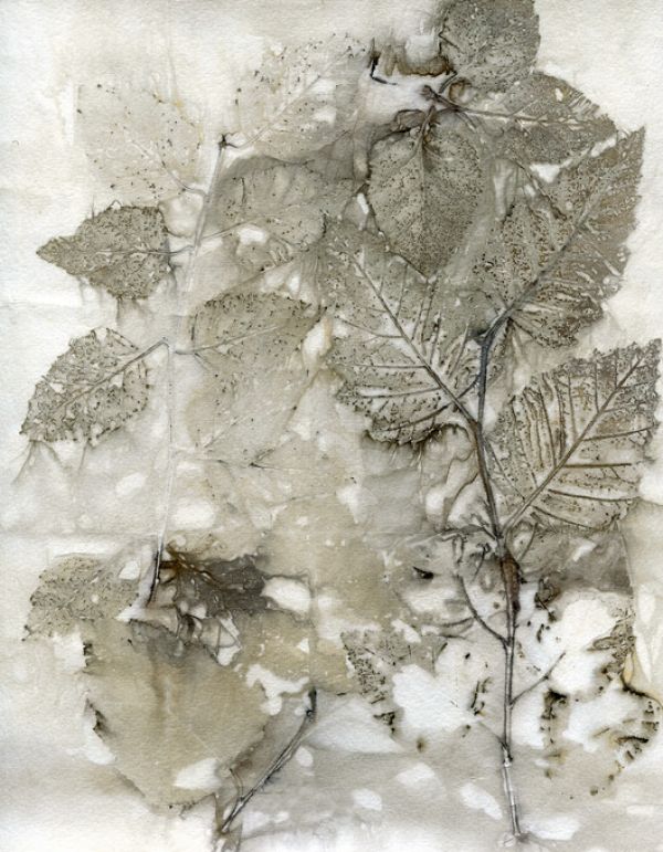PHOTOWALL / Birch Leaves I (e327365)