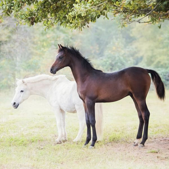 PHOTOWALL / Collection of Horses VII (e327382)