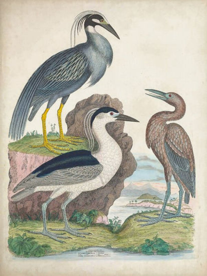 PHOTOWALL / Antique Heron &amp; Waterbirds I (e327392)