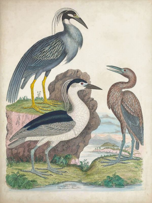 PHOTOWALL / Antique Heron &amp; Waterbirds I (e327392)