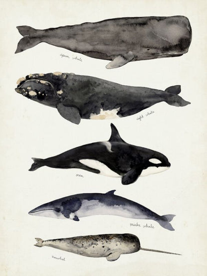 PHOTOWALL / Whale Chart I (e327394)