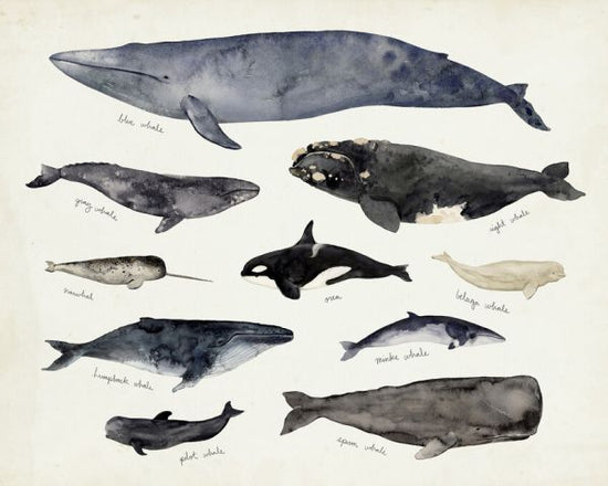 PHOTOWALL / Whale Chart III (e327395)