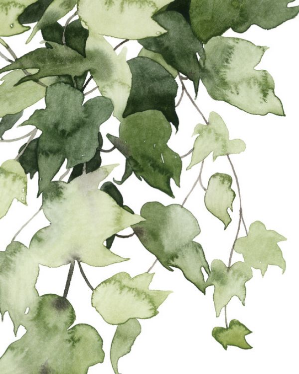 PHOTOWALL / Emerald Vines I (e327431)