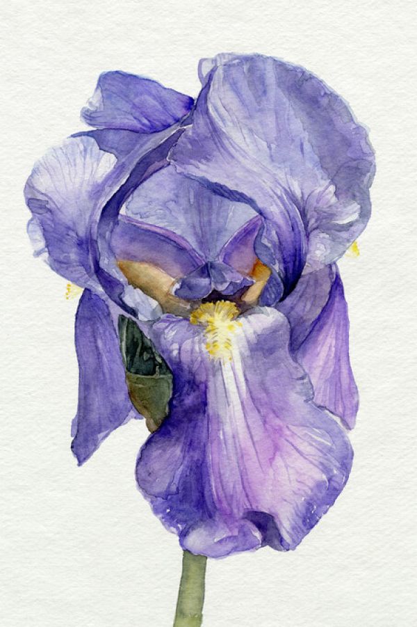 PHOTOWALL / Iris in Bloom II (e327435)