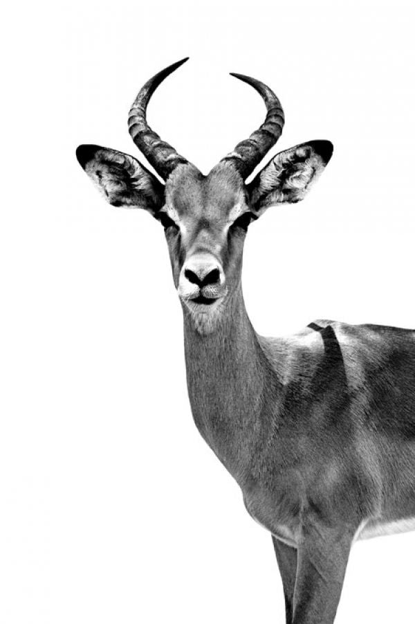 PHOTOWALL / Safari Profile - Antelope (e328579)