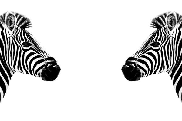 PHOTOWALL / Safari Profile - Zebras Face to Face (e328582)