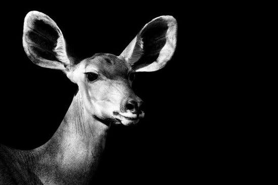 PHOTOWALL / Safari Profile - Antelope Impala (e328583)