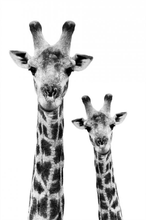 PHOTOWALL / Safari Profile - Giraffe and Baby (e328584)