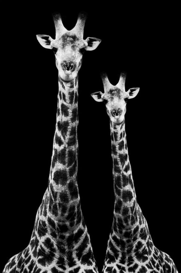 PHOTOWALL / Safari Profile - Two Giraffes (e328585)