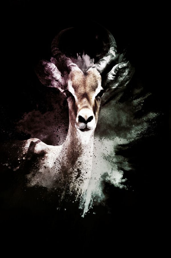 PHOTOWALL / Wild Explosion - The Antelope (e328599)