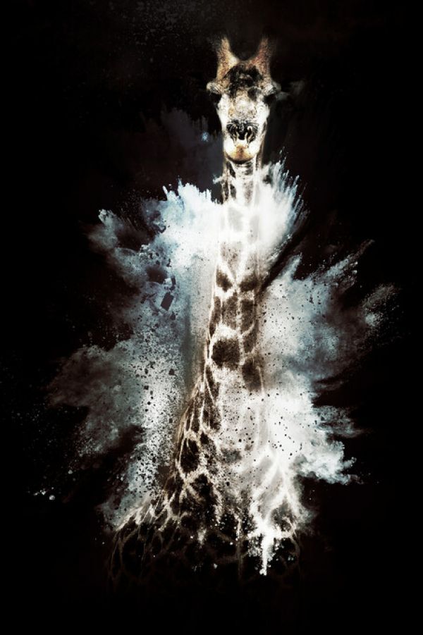 PHOTOWALL / Wild Explosion - The Giraffe (e328601)