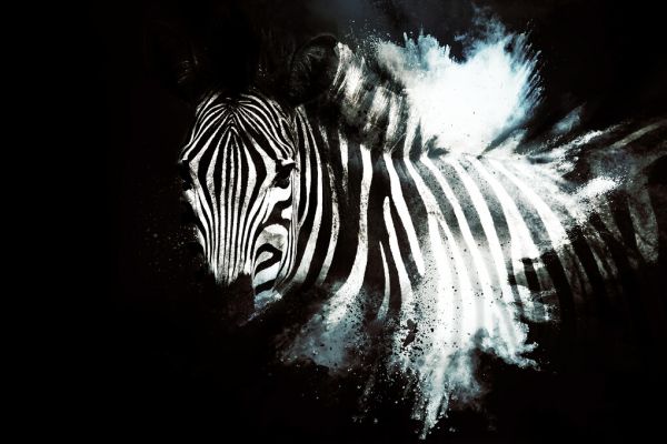 PHOTOWALL / Wild Explosion - The Zebra II (e328606)