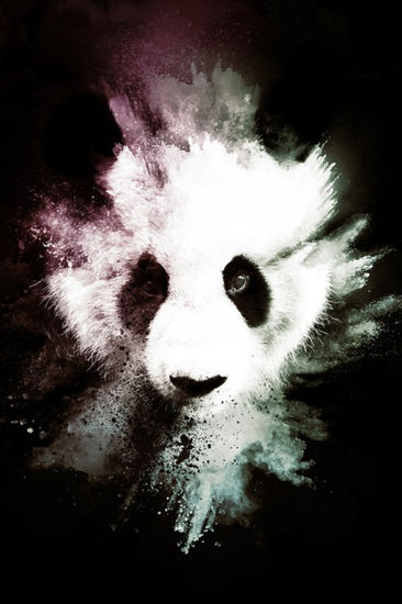 PHOTOWALL / Wild Explosion - The Panda (e328608)