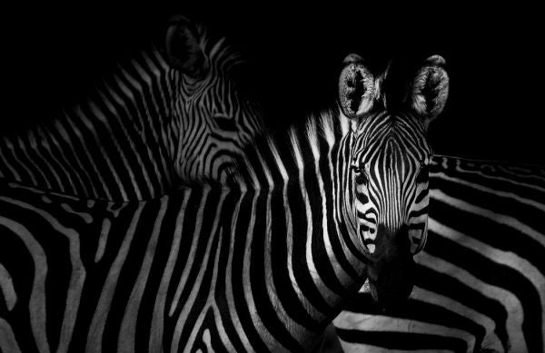 PHOTOWALL / Zebras (e328168)