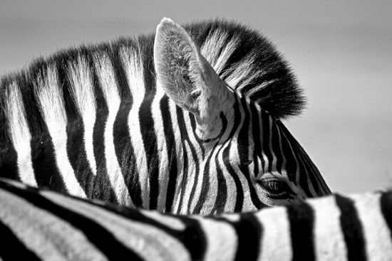 PHOTOWALL / Curious Zebra (e328172)