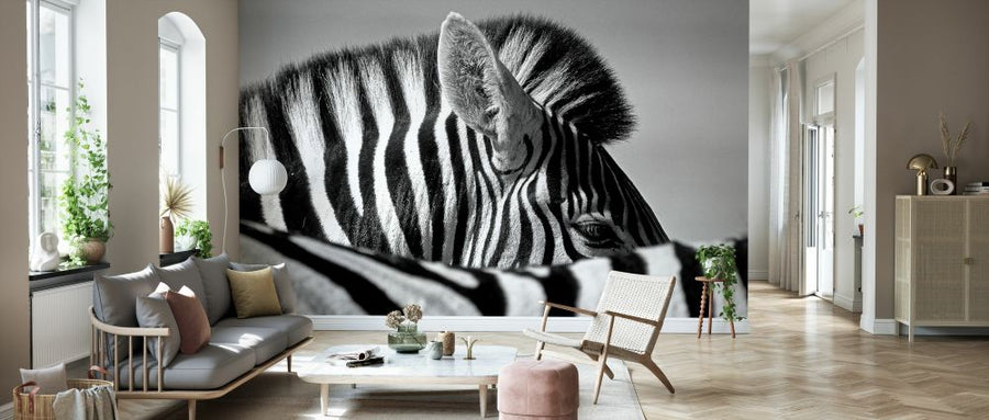 PHOTOWALL / Curious Zebra (e328172)
