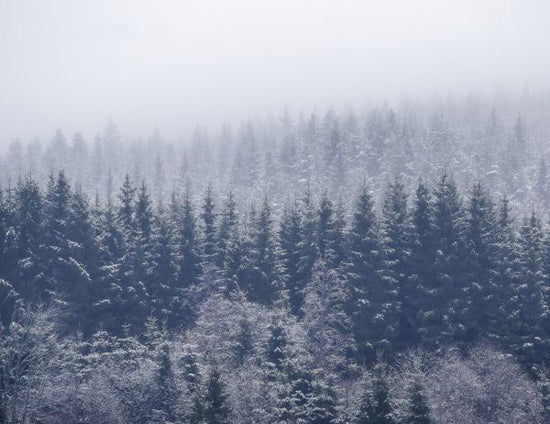 PHOTOWALL / Frozen Trees (e328177)