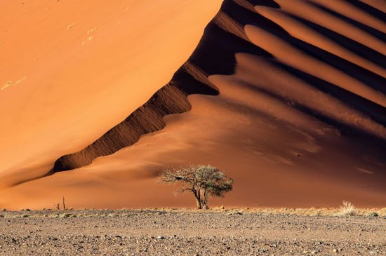PHOTOWALL / Dune and the Tree (e328189)