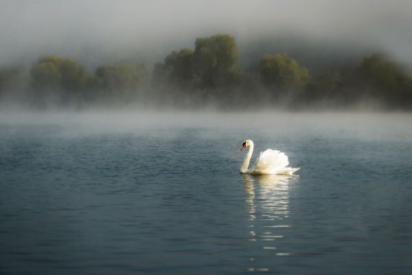 PHOTOWALL / Swan in the Lake (e328482)