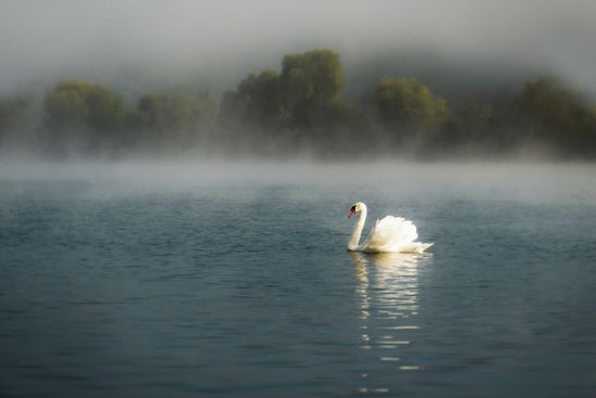 PHOTOWALL / Swan in the Lake (e328482)