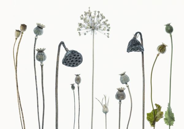 PHOTOWALL / Seed Heads (e328513)