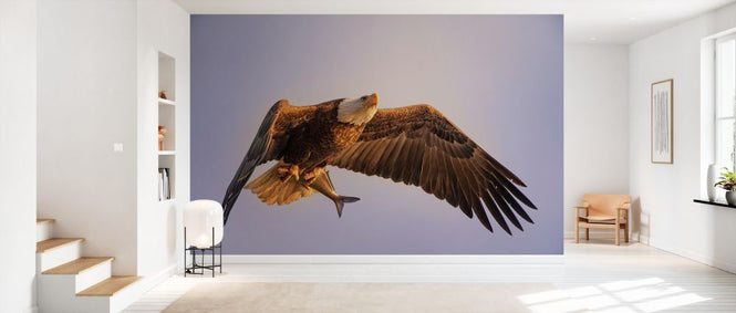 PHOTOWALL / Eagle (e328516)