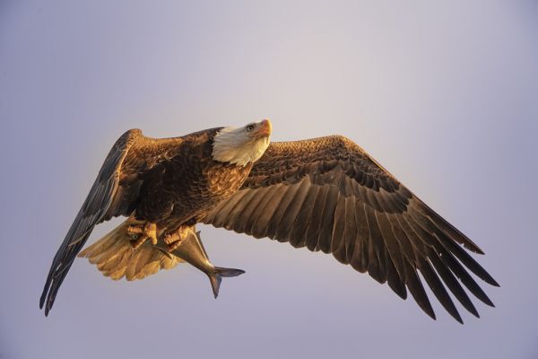 PHOTOWALL / Eagle (e328516)