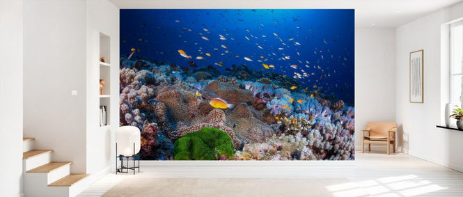 PHOTOWALL / Anemon and Anthias (e328521)