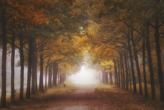PHOTOWALL / Foggy Autumn Dream (e328527)