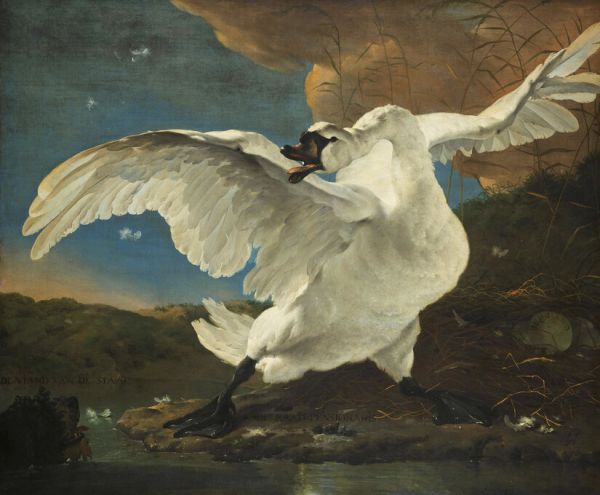 PHOTOWALL / Threatened Swan (e328312)