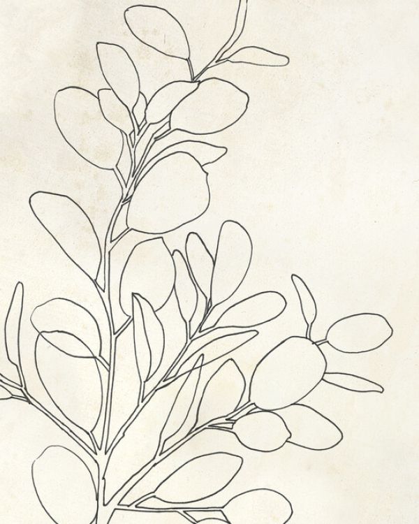 PHOTOWALL / Eucalyptus (e328233)