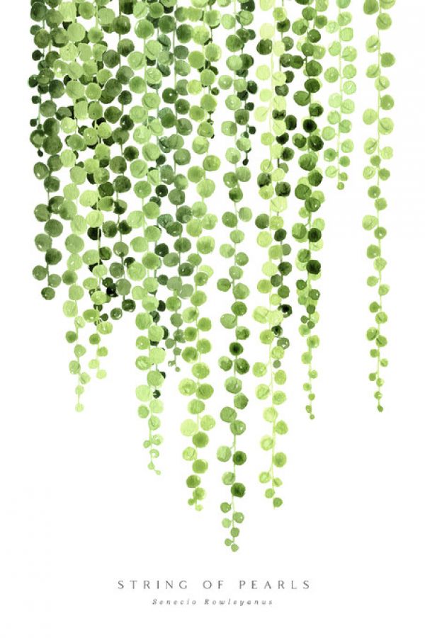 PHOTOWALL / String of Pearls (e325786)