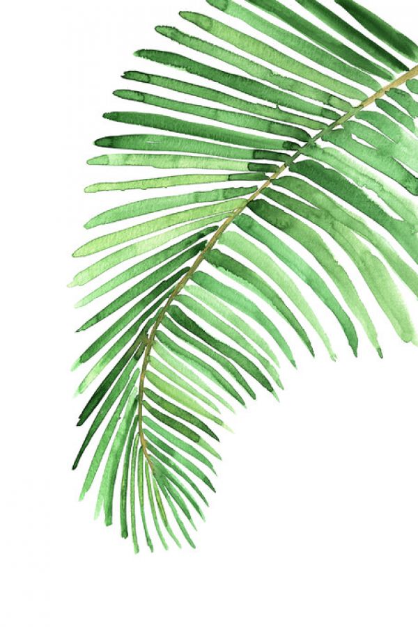 PHOTOWALL / Watercolor Palm Leaves (e325791)