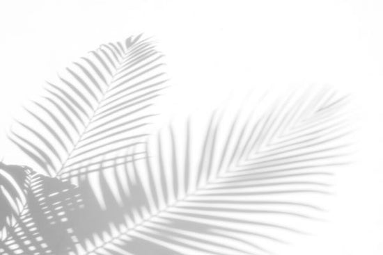 PHOTOWALL / Palm Leaves Shadow (e327861)