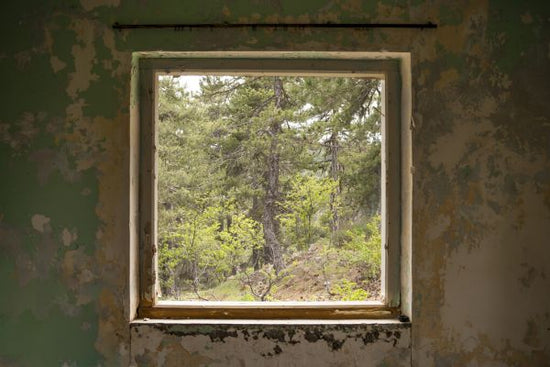 PHOTOWALL / Window into Enchanted Forest (e327865)