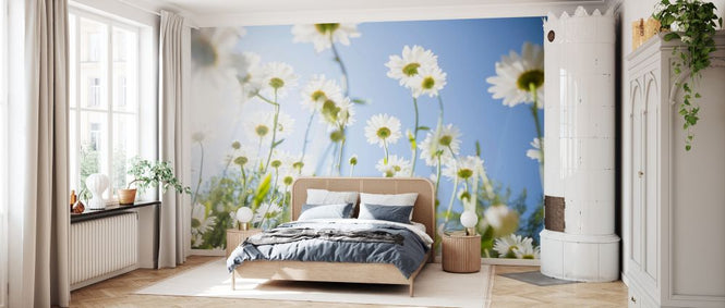 PHOTOWALL / Daisy Flowers (e327867)