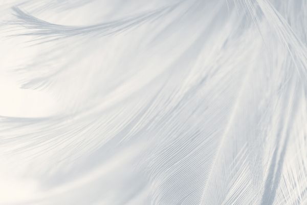 PHOTOWALL / White Gray Feather (e327885)
