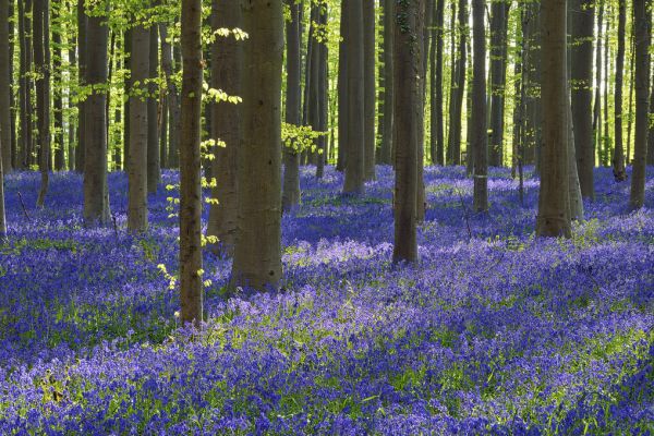 PHOTOWALL / Bluebell Flowers (e327887)