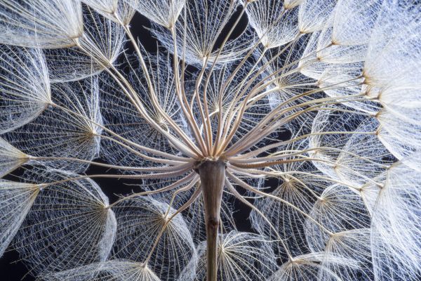 PHOTOWALL / Dandelion (e327899)