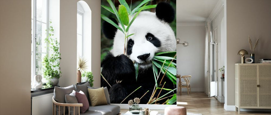 PHOTOWALL / Giant Panda (e328616)
