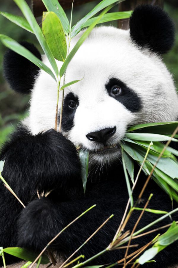 PHOTOWALL / Giant Panda (e328616)