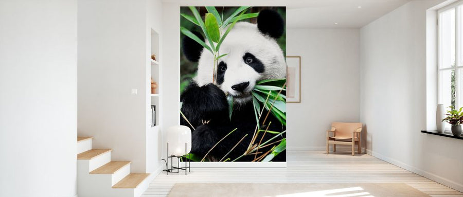 PHOTOWALL / Giant Panda (e328616)
