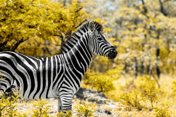 PHOTOWALL / Awesome South Africa - Burchell&#039;s Zebra (e328617)