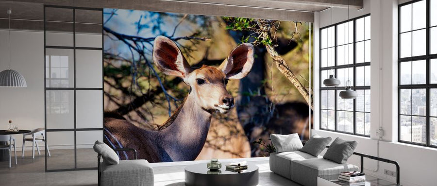 PHOTOWALL / Awesome South Africa - Nyala Antelope (e328618)