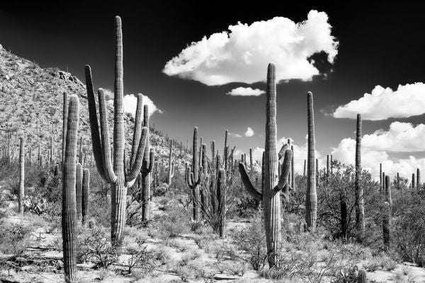 PHOTOWALL / Black Arizona - Cactus Forest (e328621)