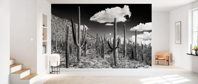 PHOTOWALL / Black Arizona - Cactus Forest (e328621)