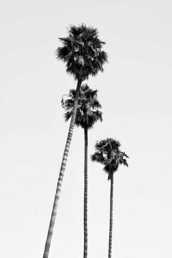 PHOTOWALL / Black California - Hollywood Palm Trees (e328629)