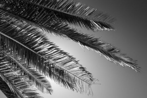 PHOTOWALL / Black California - Palm (e328630)