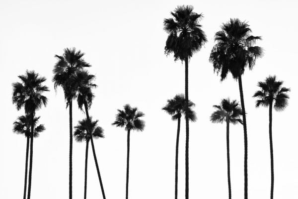 PHOTOWALL / Black California - Palm Trees L.A (e328631)