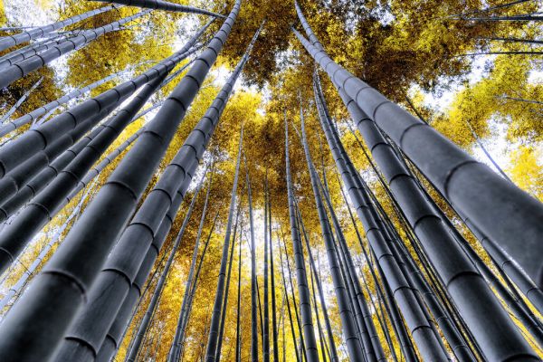PHOTOWALL / Japan Rising Sun - Bamboo Forest Kyoto (e328658)